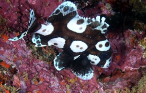 North Sulawesi-2018-DSC03553_rc- Manyspotted sweetlips juvl - Diagramme arlequin - Plectorhinchus chaetodonoides